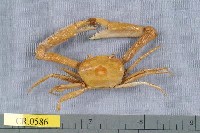 藏品(徽章聲蟹)的圖片